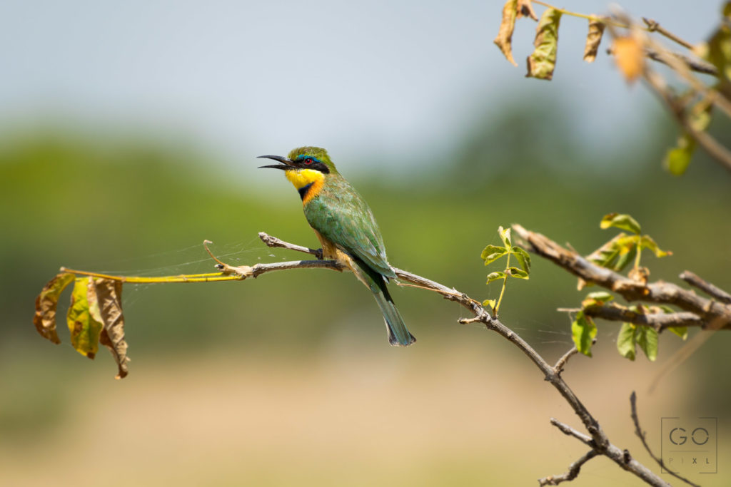 Cinnamon chested Bee Eater