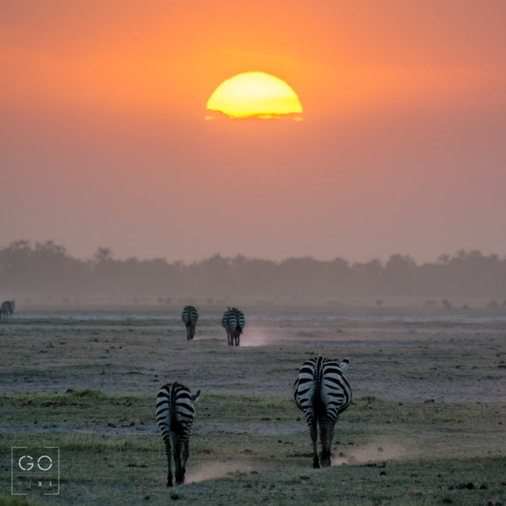 Zebras from Amboseli National Park
