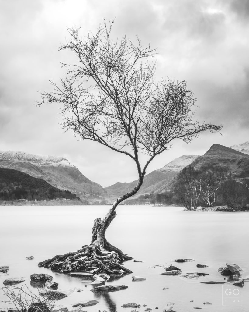 A tiny little tree on the shore of lake Llyn Padarn in Snowdonia National Park