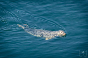 Seal in Skomer Island