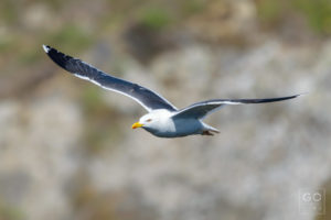 Seagull in flight