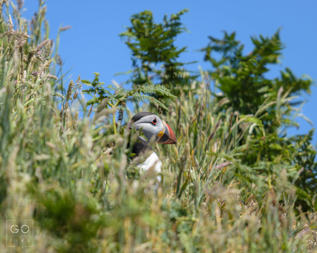 Puffin in the meadow