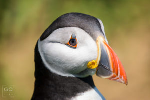 Puffin portrait