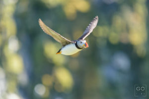 Blurry puffin