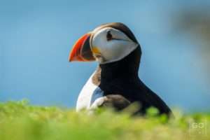 Puffin looking out to Sea