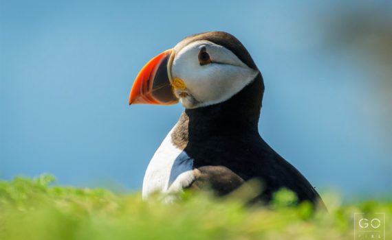 Puffin looking out to Sea