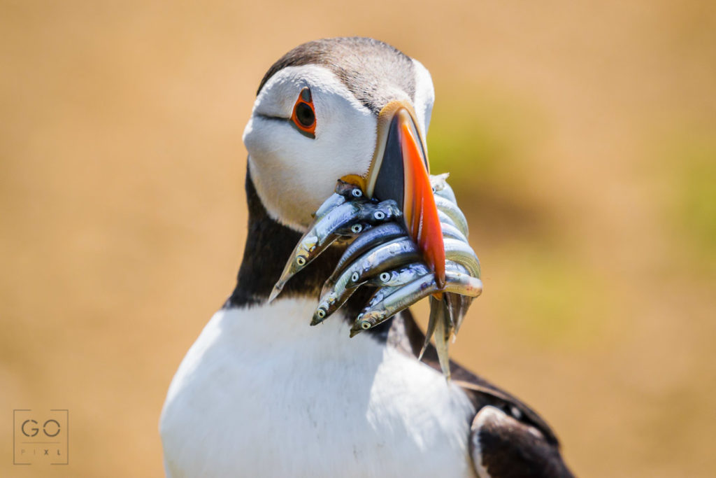 Puffin with its mouth full